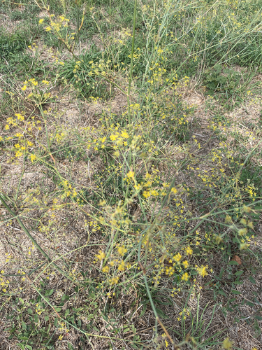 fennel