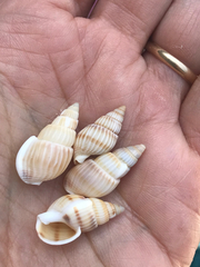 Nassarius variciferus