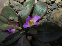 Calandrinia colchaguensis