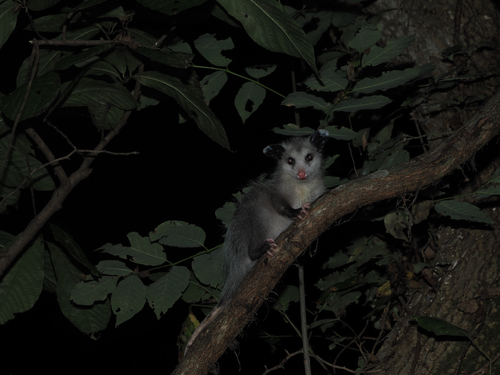 Virginia Opossum
