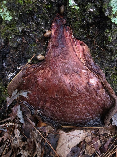 Fistulina americana
