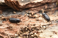 Saprosites japonicus