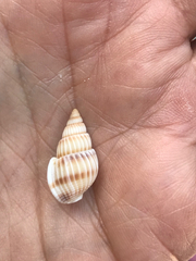 Nassarius variciferus