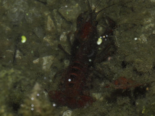Red Swamp Crayfish