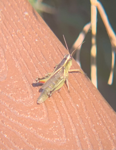 Two-striped Grasshopper