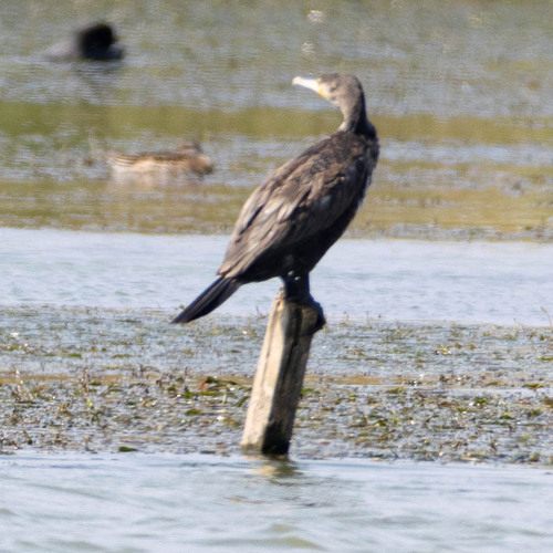 Great Cormorant