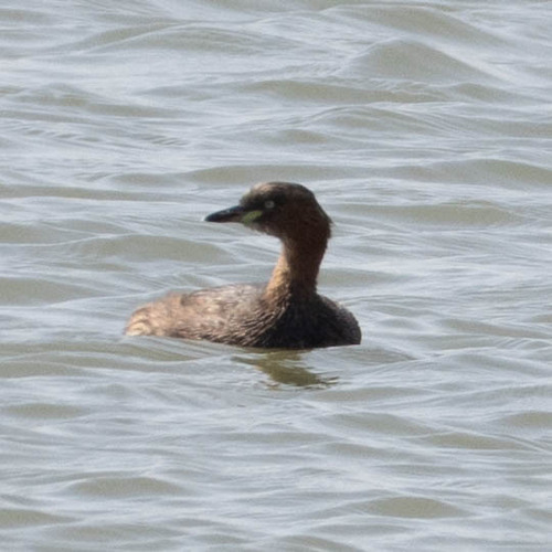 Little Grebe