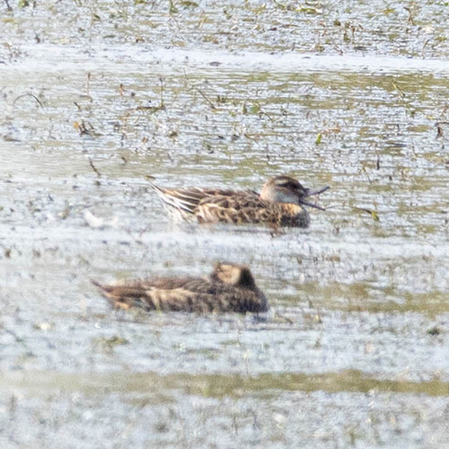 Garganey