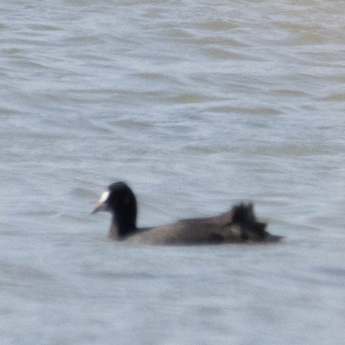 Eurasian Coot