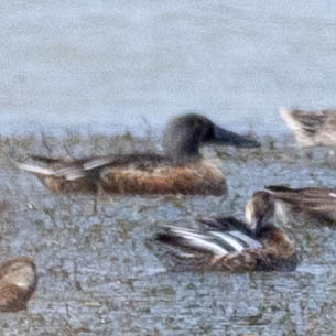 Northern Shoveler