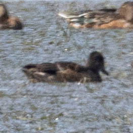 Falcated Duck