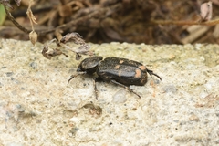 Clinterocera scabrosa