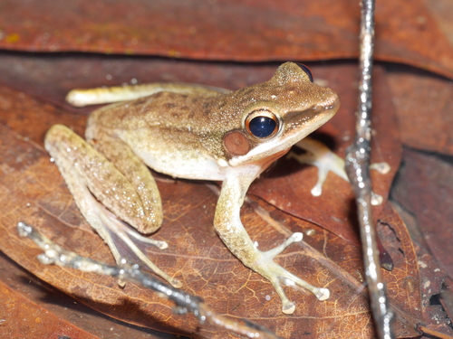 Hylarana chalconota