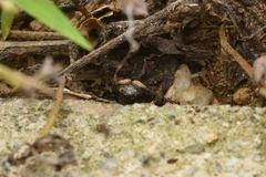 Clinterocera scabrosa