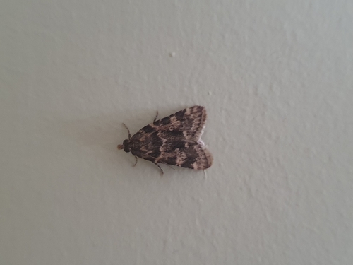 Stored grain moth