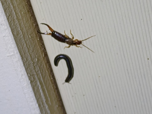 Western Earwig