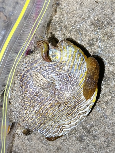 Threeband Slugs