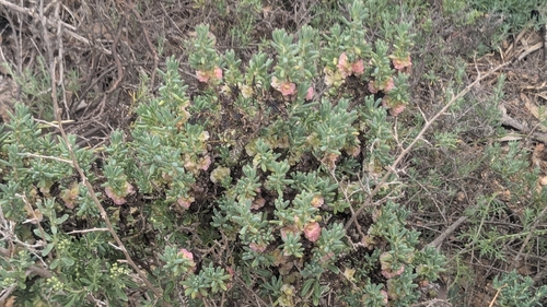 Maireana erioclada observed 2026-10-04