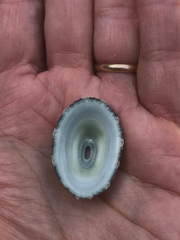 Fissurella virescens