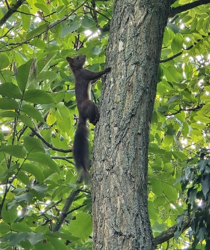 Eurasian Red Squirrel