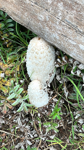 Shaggy Mane