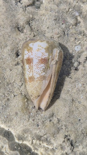 Conus arenatus observed 2026-09-02