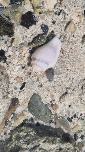 Gibberulus gibberulus observed 2026-09-02