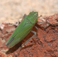 Draeculacephala inscripta