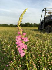 Physostegia pulchella