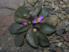 Calandrinia colchaguensis