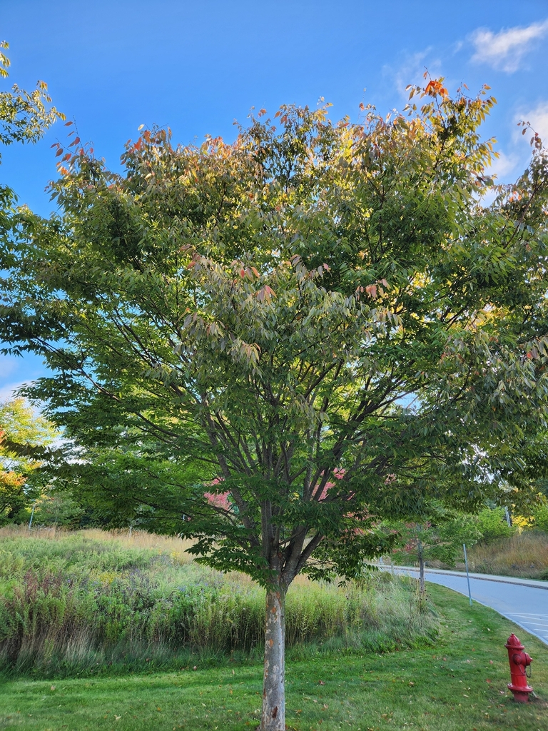 A planted shade tree by a road, its crown still green with the first orange leaves along the top.