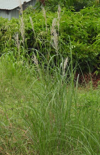 Saccharum spontaneum observed 2026-10-05