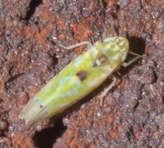 Erythroneura octonotata