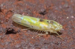 Erythroneura octonotata