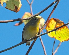 Setophaga americana image