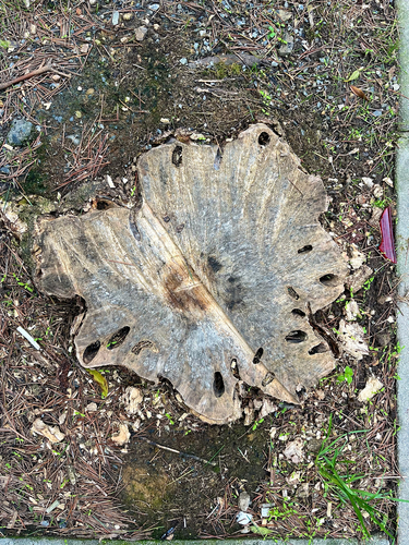 Anoplophora malasiaca, 2026-10-05