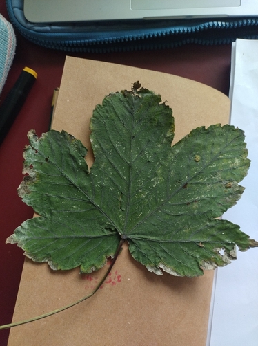 sycamore maple