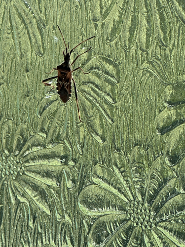 Western Conifer Seed Bug