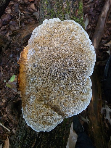 Thin-walled Maze Polypore