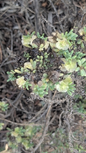 Maireana erioclada observed 2026-10-04
