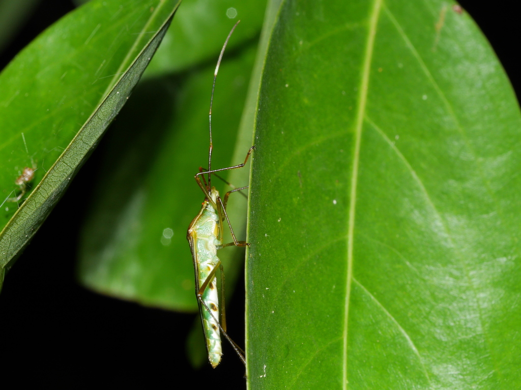 Rice Ear Bug
