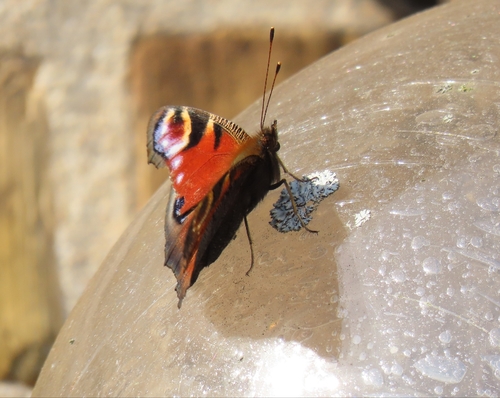 European Peacock Butterfly