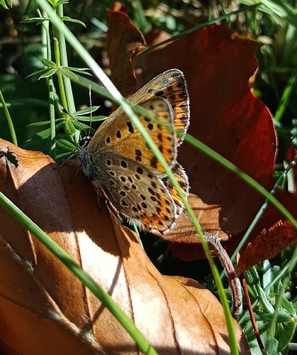 Sooty Copper
