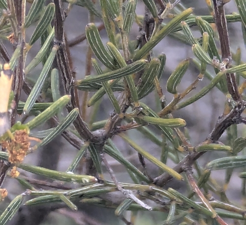 Acacia wilhelmiana observed 2026-10-04