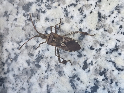 Western Conifer Seed Bug