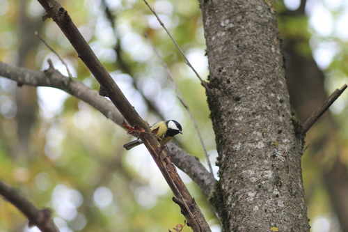 Great Tit