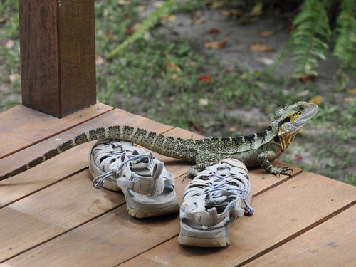 Eastern Water Dragon