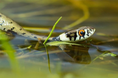 Iberian Grass Snake, Patones, 28189, Madrid, España, photo 9 of 10