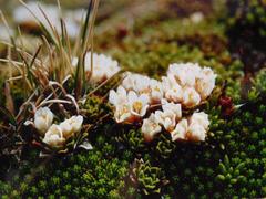 Hectorella caespitosa