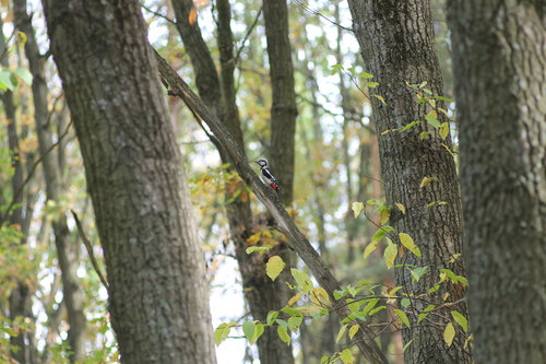Great Spotted Woodpecker